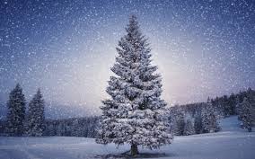 Image result for christmas tree images