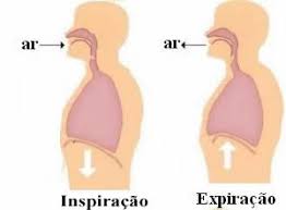 Resultado de imagem para imagens do sistema respiratorio