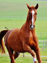 Image result for HORSE