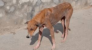 Discount skin disease of dogs treatment Hot Sale Know About ...