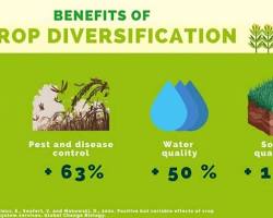 Image of Crop diversification