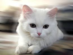 Image result for cute cat images hd