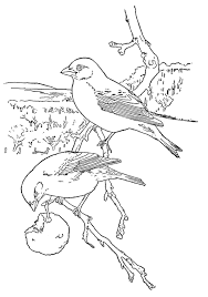 Resultado de imagen para PARA COLOREAR DE LAS AVES SILVESTRES