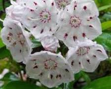 Mountain laurel Pocahontas County WV