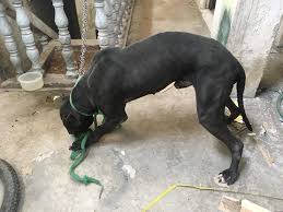 Đấu Trường ( CLB Pitbull Hà Nội ) | Facebook