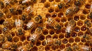 Atacaron abejas a 14 estudiantes de secundaria en CDMX