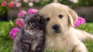 Résultat de recherche d'images pour "photo de chien"