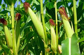 Image result for picture of maize plant