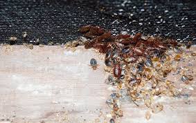 Bed Bug Identification Greater Atlanta, GA | Procare Pest ...