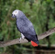 Image result for african grey parrot for sale