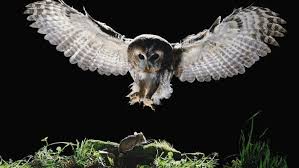 Image result for owl eating a mouse