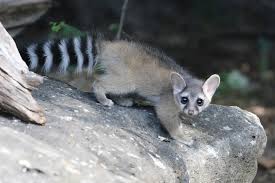 U of I researchers document Idaho ringtails