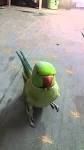 kaka 2 parrots talking voiceovers training a puppy