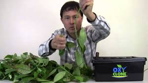 Image result for health benefits of longevity spinach