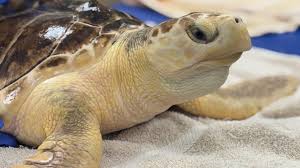 Can Honu save the reef of the Hawaiian Islands?