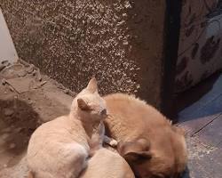 Image of dog with a cat lying on top of it
