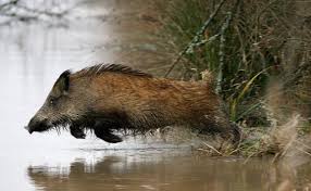 Αποτέλεσμα εικόνας για ΤΡΑΥΜΑΤΙΑΣ ΑΠΟ ΑΓΡΙΟΓΟΥΡΟΥΝΟ