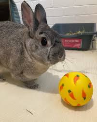 Beany's Bunny BnB (@beanysbunnybnb) • Instagram photos and videos