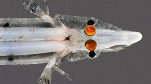 Hasil gambar untuk tempat teraneh di indonesia