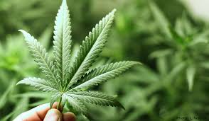 Cannabis