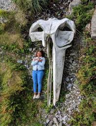 This is a whale skull. Human for reference. : r/natureismetal
