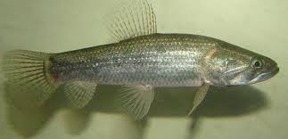 Resultado de imagem para pesca rs