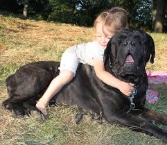 R�sultat de recherche d'images pour "cane corso"