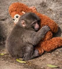 Tôi yêu chú khỉ nhỏ này! Protect Punch bằng bất cứ giá nào.