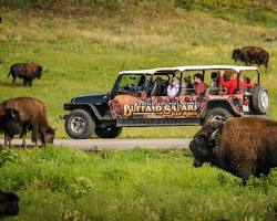 Custer State Park Buffalo Safari in USA