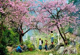 Kết quả hình ảnh cho cây hoa đào