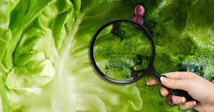 Casos de ‘diarrea explosiva’ en EU: Michigan apunta a la lechuga de ensalada como posible causa