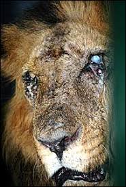 Image result for LION DISEASE