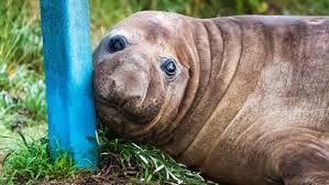 Australian officials ask fans to respect the privacy of Neil, a 1-ton seal who respects nothing