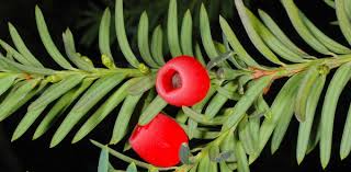 Resultado de imagen de flora de la comunidad valenciana