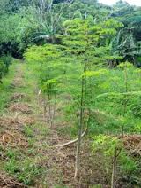 Image result for RAU MẦM CẢI XANH