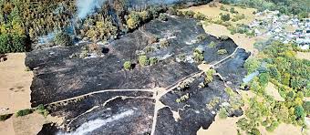 Überblick: Waldbrände in Deutschland