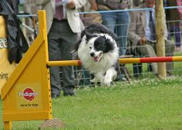 Picture of Dog agility