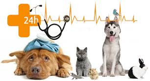 Resultado de imagen para Imagenes De Veterinarias