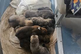Fundraiser by Nicola Morgan : Time is critical to save these ...
