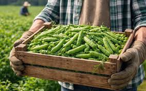 Peas Market: Tur Import Surge, Softer Prices, Rising Weather Risk — CMB News