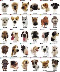PERROS