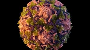 Poliovirus detected in Perth wastewater