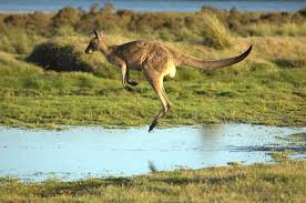 Resultado de imagen de kangaroo animal