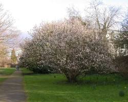 Image of Chinese Sour Cherry (Prunus pseudocerasus)