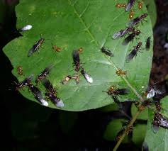 Picture of Nuptial flight