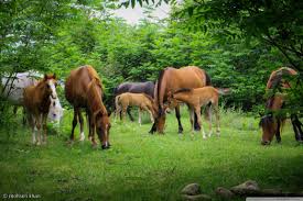 Image result for IRAN HORSES