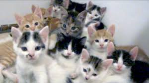 Image result for Kittens