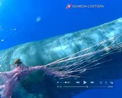 sperm whale entangled in net