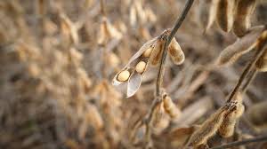 Notícias Agrícolas - News update