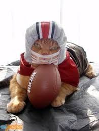 Image result for cats in football uniform
